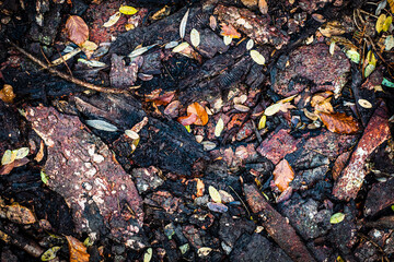 Waldboden in Herbstfarben