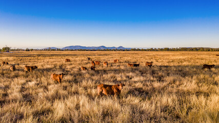 Fototapeta na wymiar Up close with cattle in Mount Morgan