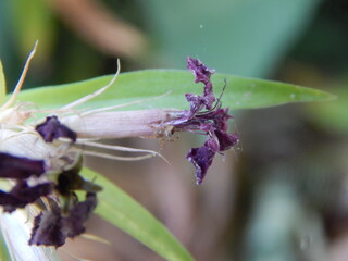 butterfly on flower