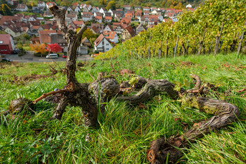 Clearing vineyard with wooden gnarled vines