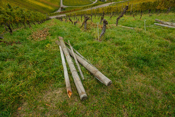 Wooden posts in a vineyard