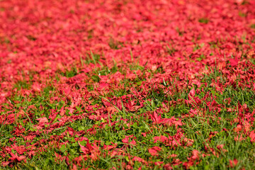 Red maple leaves on green meadow