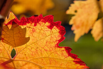 Close-up of red orange gape leaf with vines