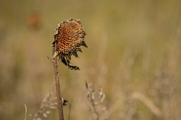 Dried brown sunflower in autumn