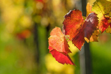 Red grapes leaves in autumn back lit