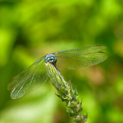 Dragonfly © marcin
