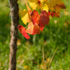 Red and yellow grape leaves in autumn colours