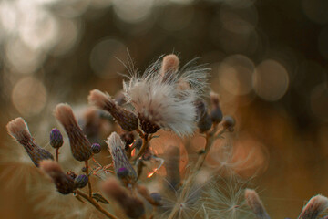 Flower © marcin
