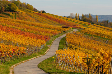 German vineyard in yellow orange red autumn colouring
