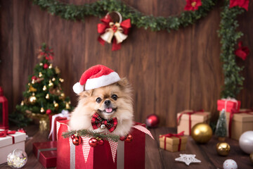 Cute dog puppies Pomeranian Wearing Santa Claus hat in gift box on Merry Christmas and Happy New Year decoration for celebration