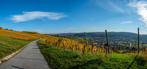 Germany vineyard panoramic landscape in autumn