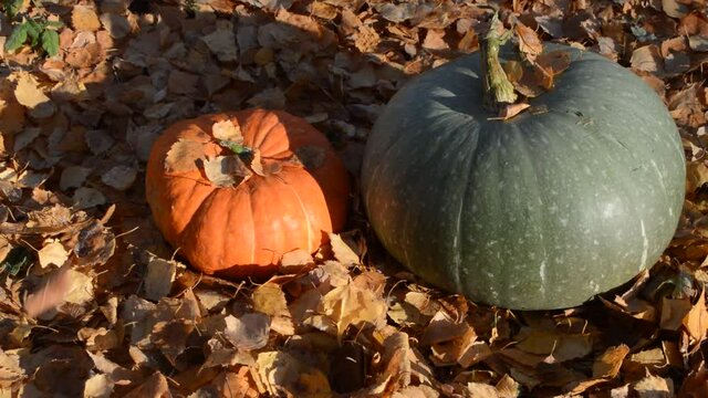 
two beautiful pumpkins lie on the ground and fall leaves fall on them
