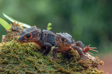 Crocodile skink lizard on their enviroment