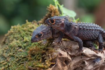 Crocodile skink lizard on their enviroment