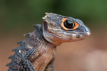 Crocodile skink lizard on their enviroment