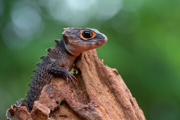 Crocodile skink lizard on their enviroment