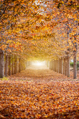 Fototapeta na wymiar Collection of Beautiful Colorful Autumn Leaves / green, yellow, orange, red