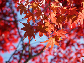 Fototapeta premium 秋 紅葉 もみじ