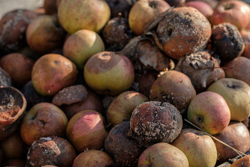 Rotting apples on a heap