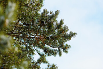 Green spruce, pine with cones against the blue sky, bottom-up view. Evergreen tree.