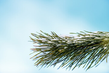 Close-up of a pine branch, spruce    with snow against the blue sky. Copy space. Evergreen tree.