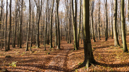 Obraz premium Autumn beech forest fallen leaves (Subcarpathia Poland)