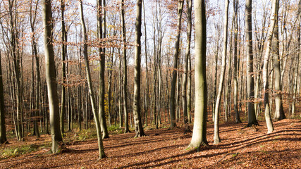 Autumn beech forest fallen leaves (Subcarpathia Poland)