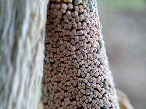 Close up macro shot Amorphophallus paeoniifolius flower texture (suweg, porang, elephant foot yam, whitespot giant arum) with a natural background