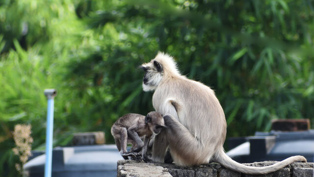 Mother Gray Langur also known as Hanuman Langur with her baby.