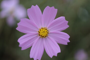 Obraz premium Purple Cosmos