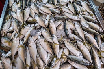 fresh fish at the market