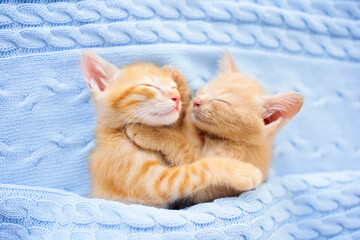 Fototapeta na wymiar Baby cat. Ginger kitten sleeping under blanket
