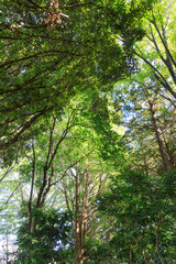 秋の公園で緑葉と紅葉と枯れ葉と遊具