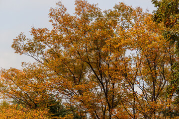 秋の公園で緑葉と紅葉と枯れ葉と遊具