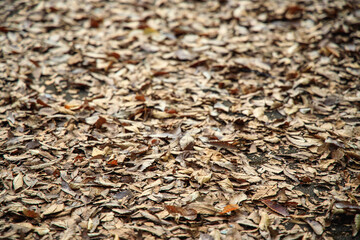 秋の公園で緑葉と紅葉と枯れ葉と遊具