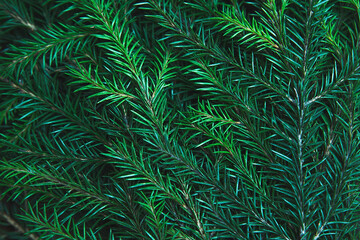 Background texture of Christmas tree branches