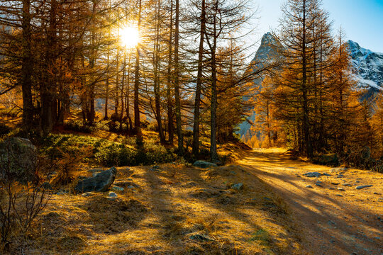 An autumn morning with the sun rising behind trees in autumn colours