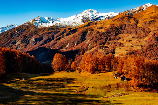 Autumn colours in the trees, snow capped mountains in the background foreground
