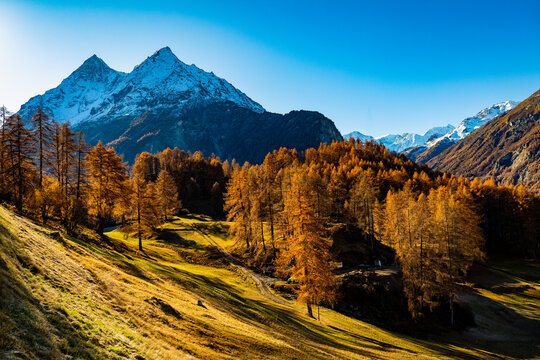 Autumn colours in the trees, snow capped mountains in the background foreground