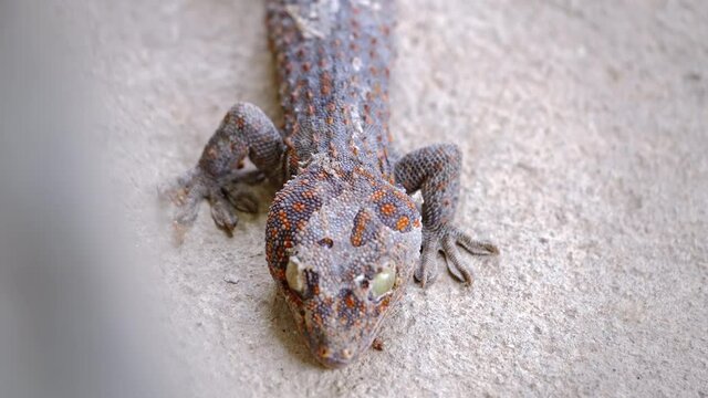 Close-up gecko is molting.