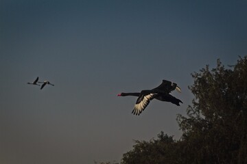 birds in flight