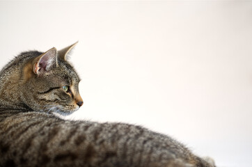 Adult grey tabby cat lying isolated on beige background