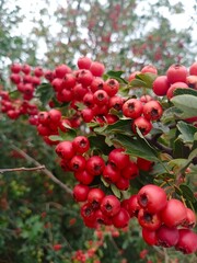 red berries on a bush
