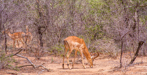 Impala ram isolated in the African bush