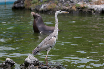 アオサギの幼鳥とアシカ