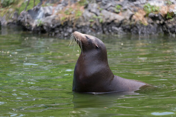 うっとりするカリフォルニアアシカ