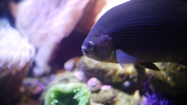 Purple fish swimming in slow motion around the ocean floor's coral reef. 