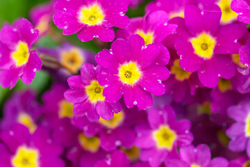 Obraz na płótnie Canvas Beautiful flowers. Close-up of a lot of bright pink primroses.