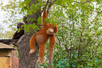 A toy big monkey hangs on a tree.