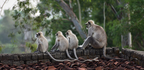 A group of Group of grey langur or Hanuman langur (Semnopithecus).